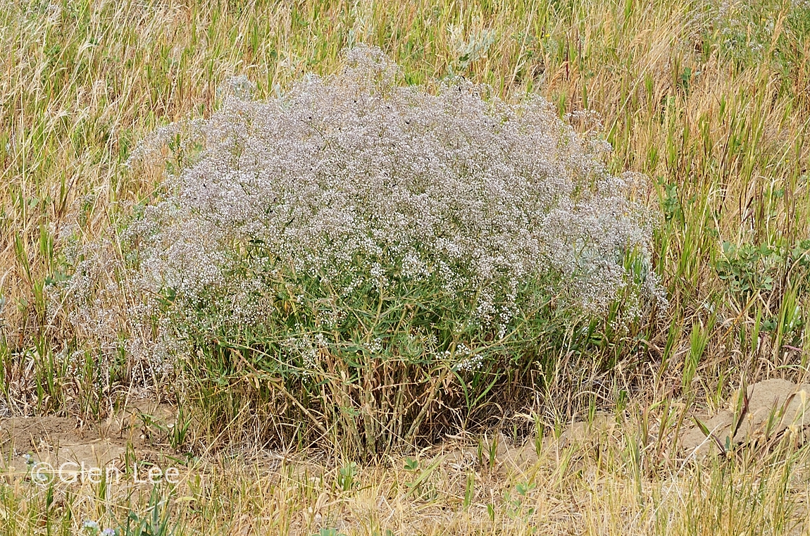 Gypsophila paniculata photos Saskatchewan Wildflowers